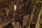 Blyxa radicans