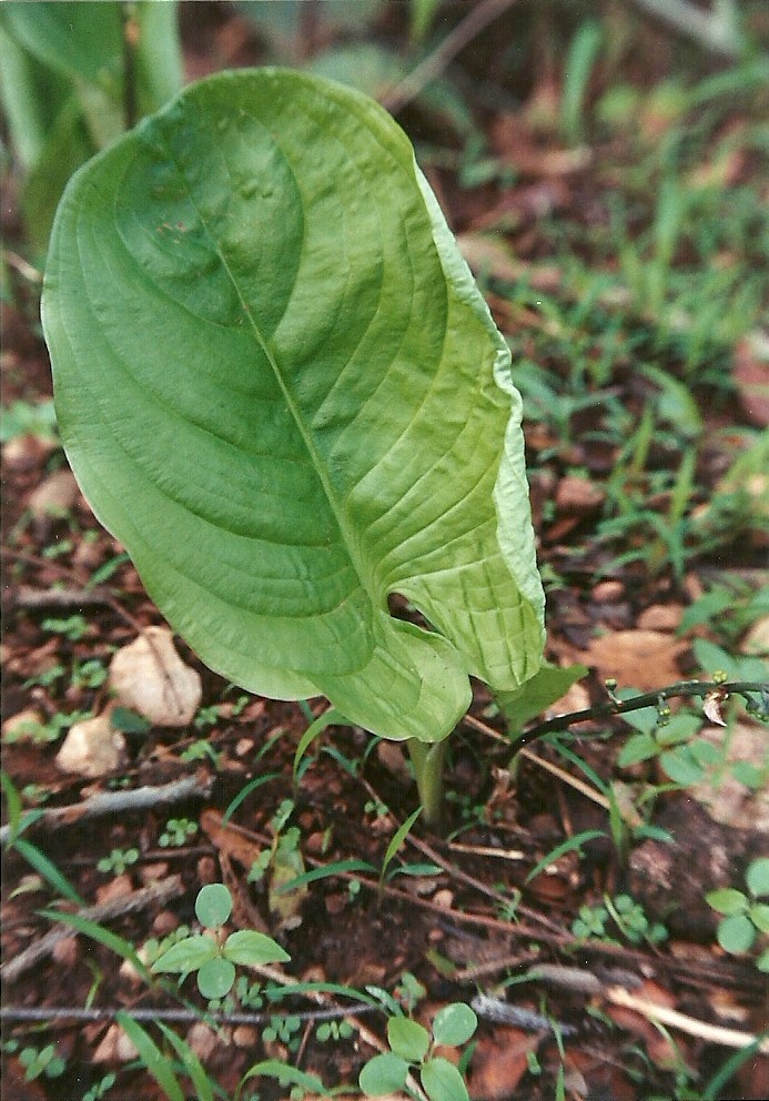 Cyanastrum johnstonii