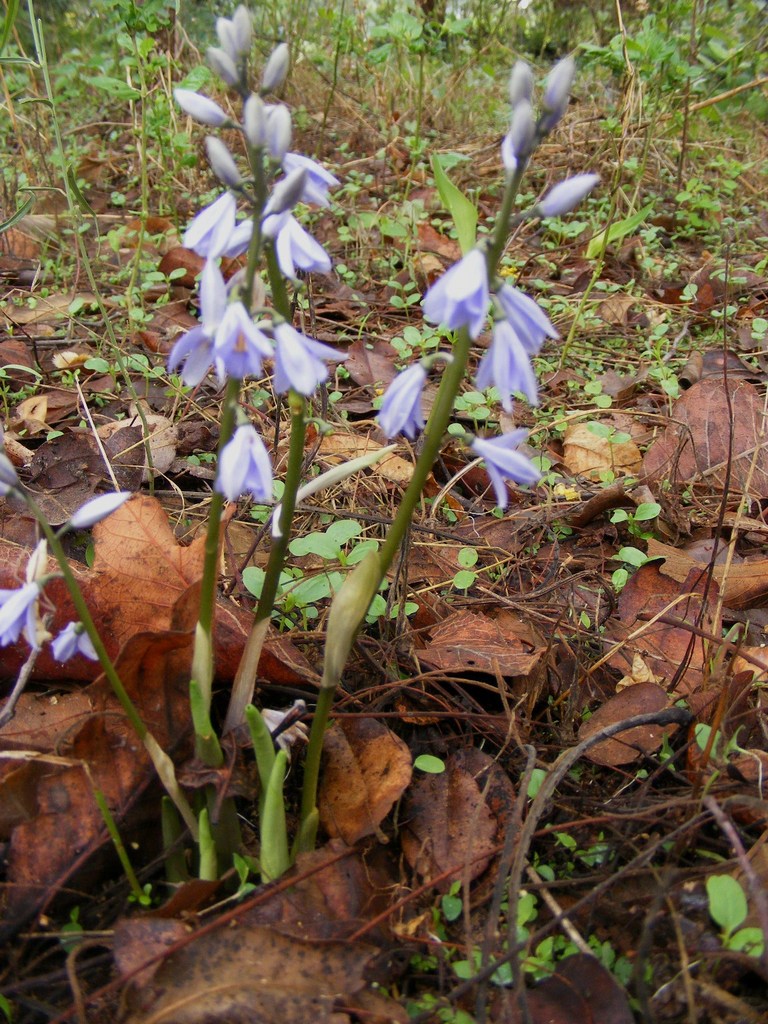 Cyanastrum johnstonii