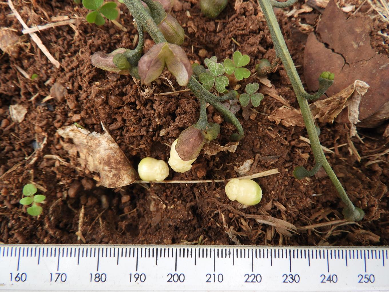 Cyanastrum johnstonii