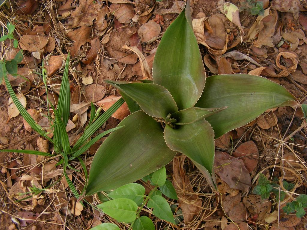 Aloe bulbicaulis