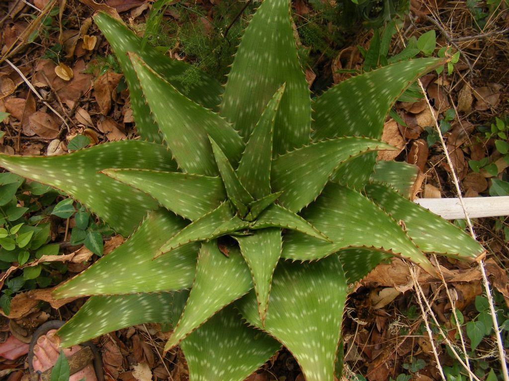 Aloe duckeri
