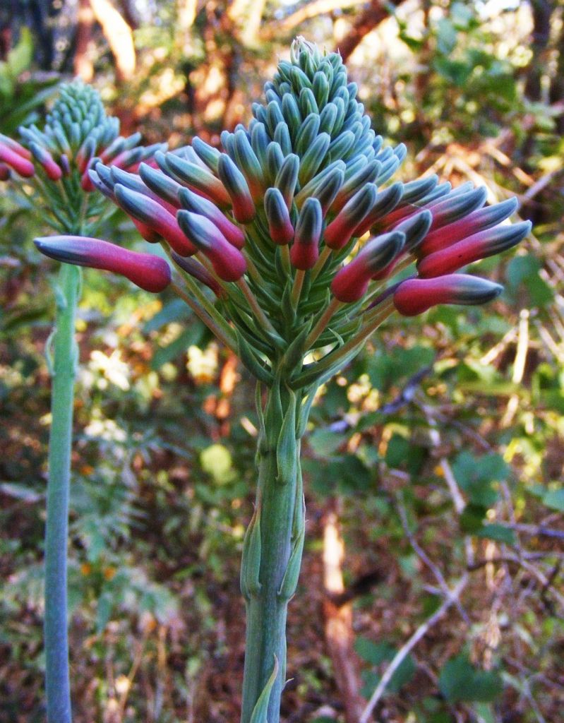 Aloe duckeri