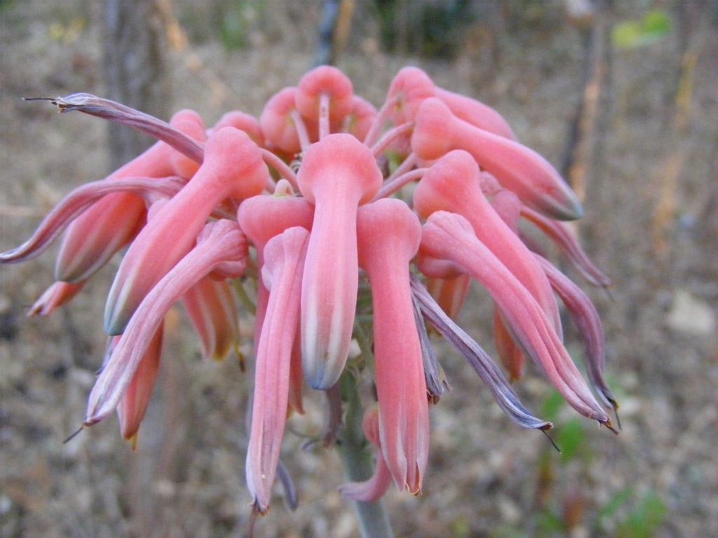 Aloe duckeri