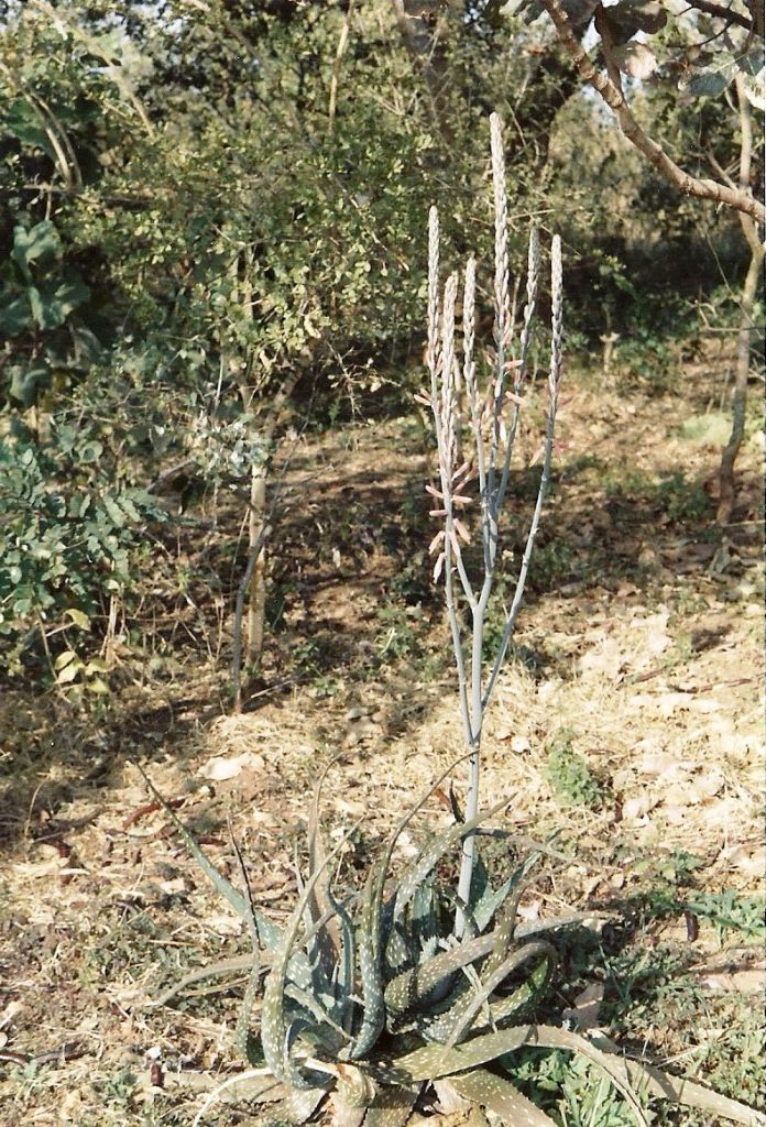 Aloe esculenta