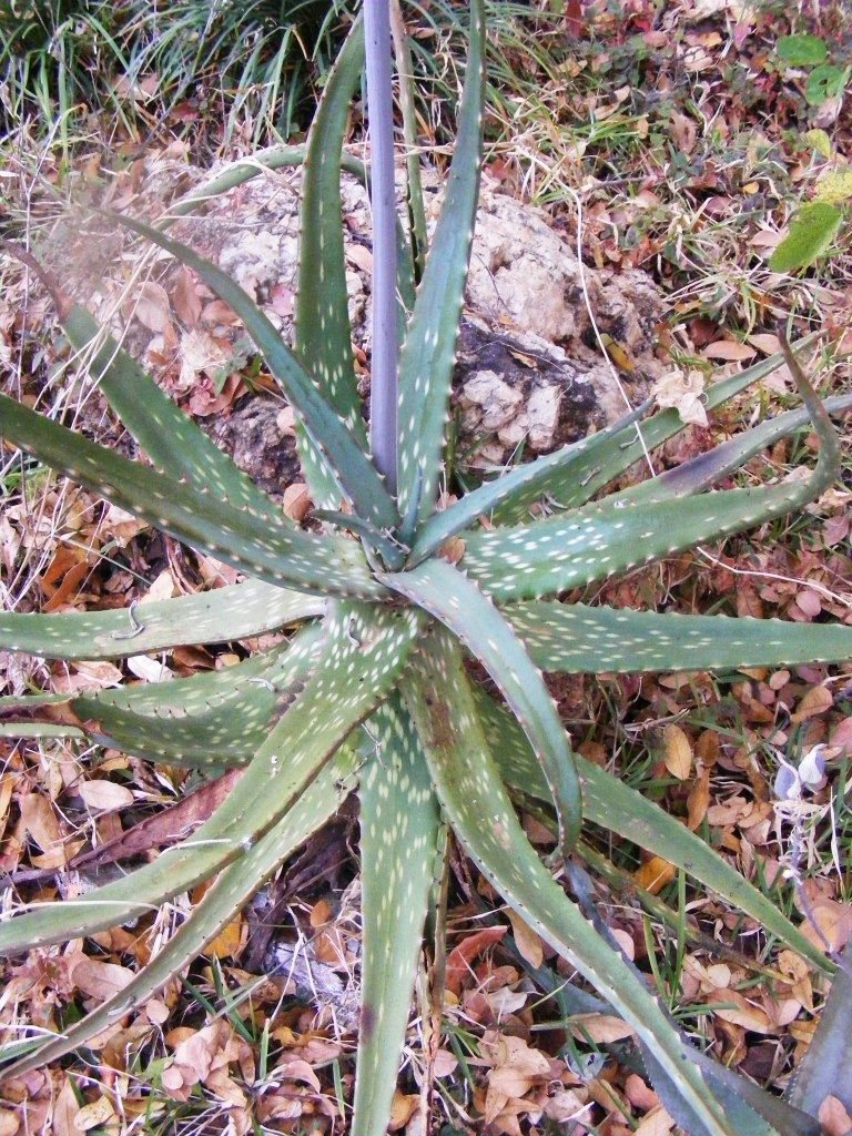Aloe esculenta Aloe esculenta