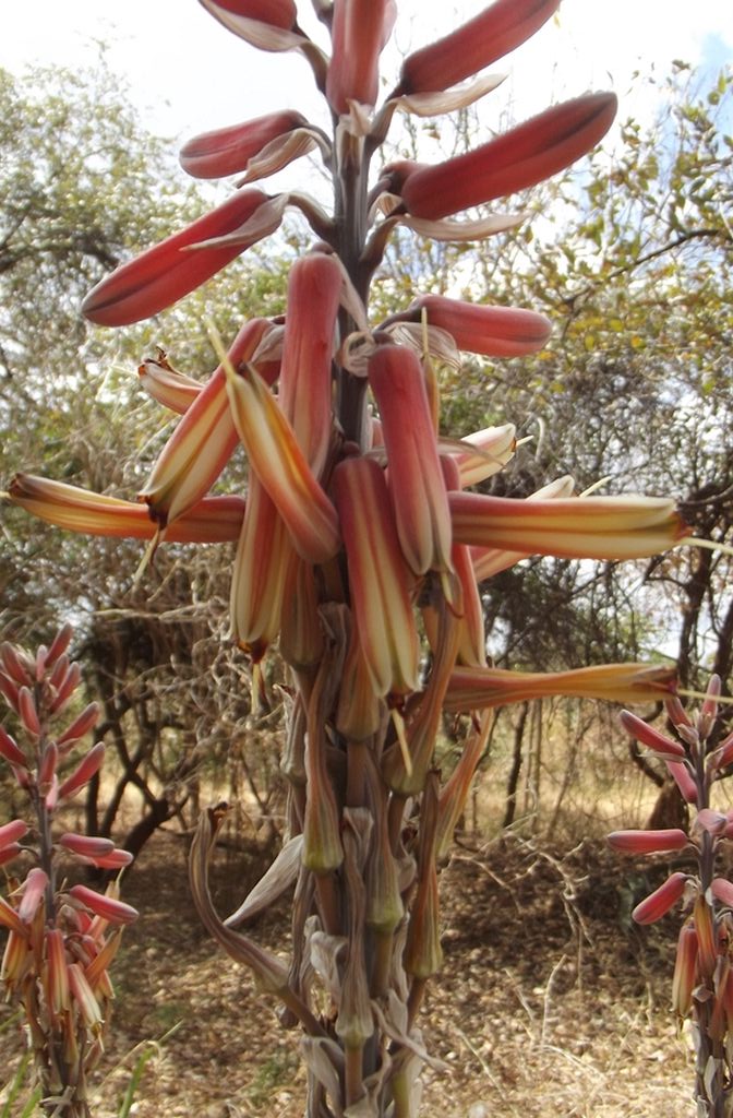 Aloe esculenta Aloe esculenta
