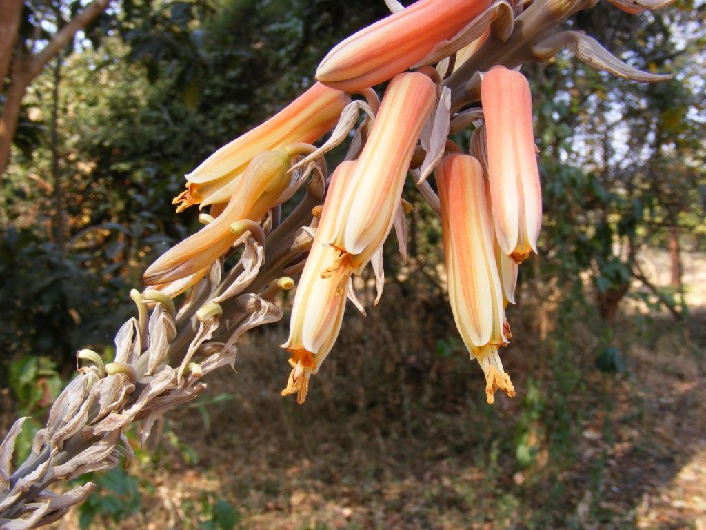 Aloe esculenta Aloe esculenta