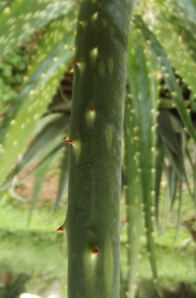 Aloe esculenta