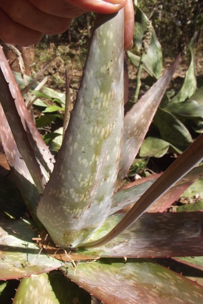 Aloe milne-redheadii Aloe milne-redheadii