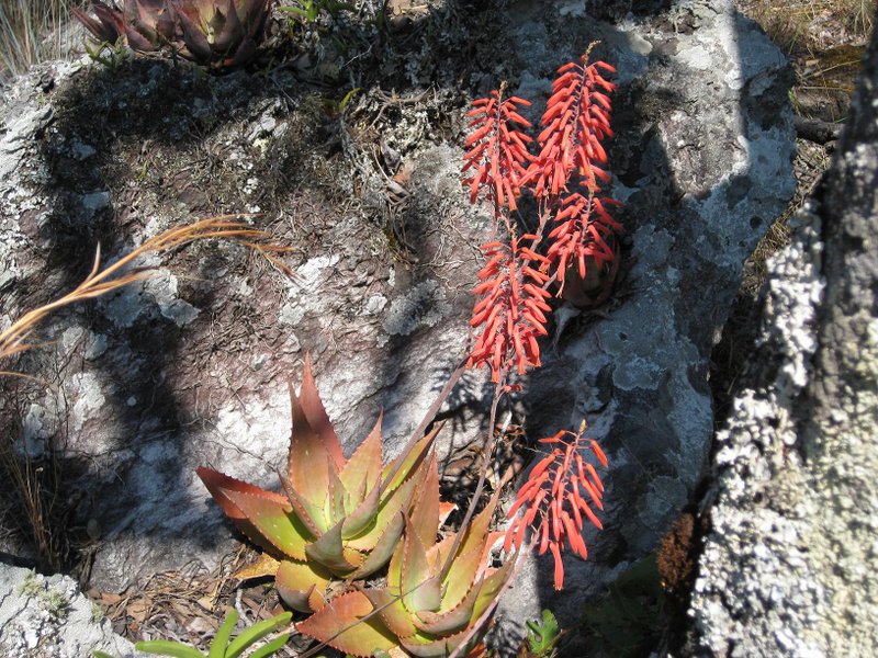 Aloe milne-redheadii Aloe milne-redheadii