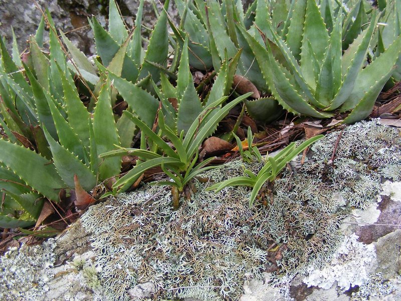 Aloe milne-redheadii