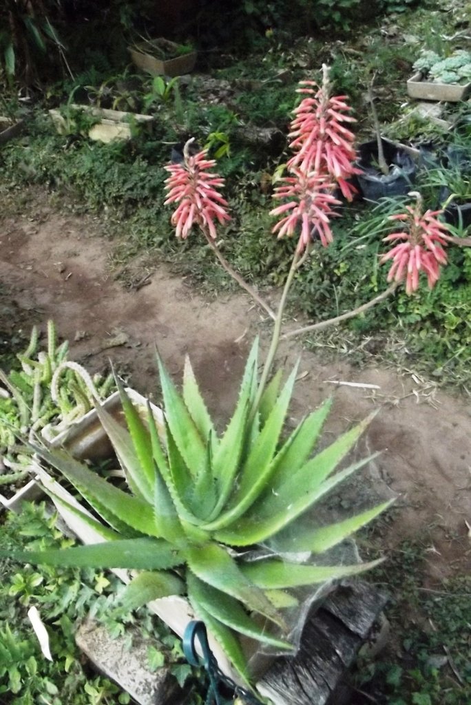 Aloe milne-redheadii