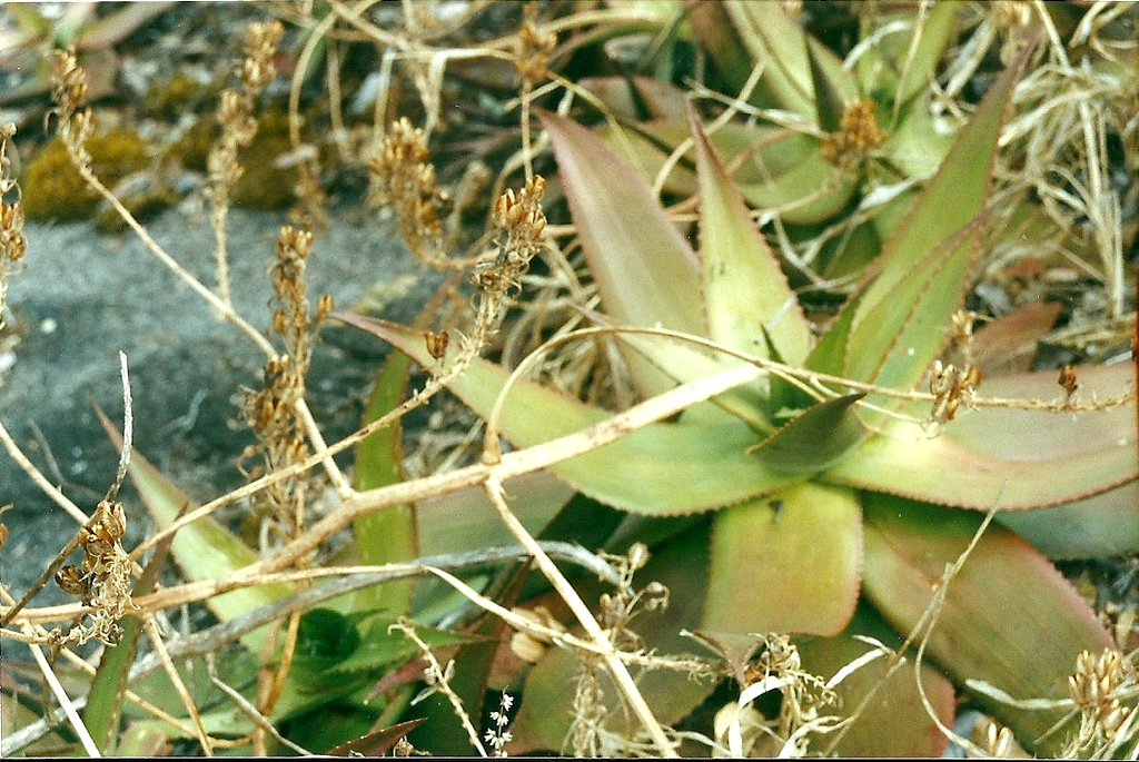 Aloe mzimbana