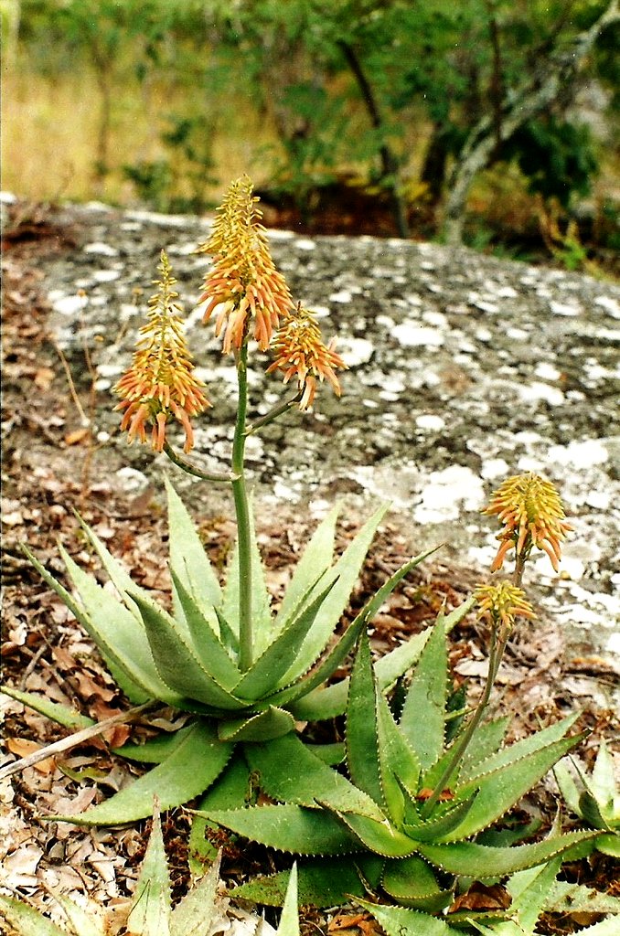 Aloe mzimbana