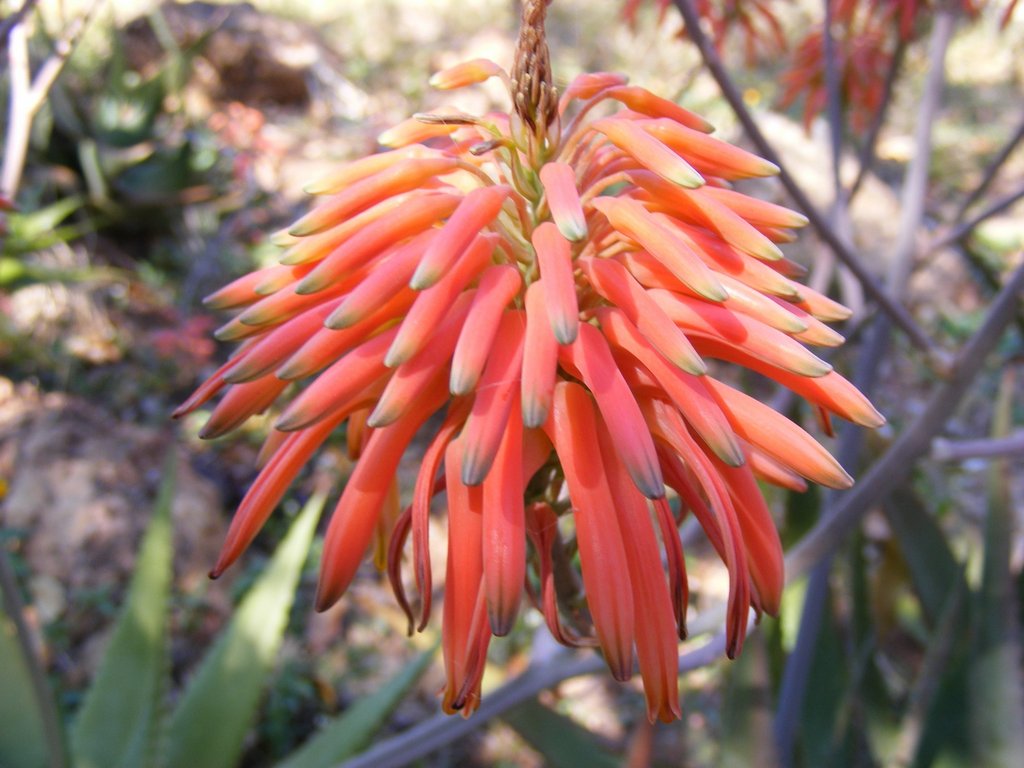 Aloe mzimbana