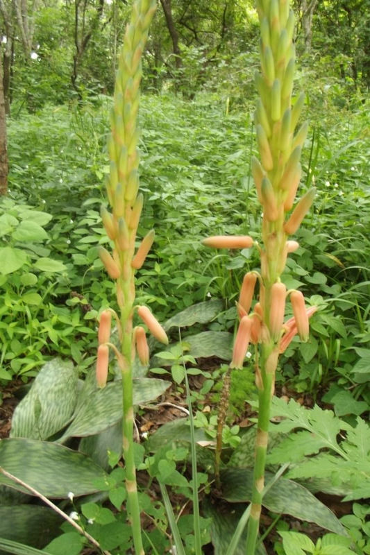 Aloe nuttii Aloe nuttii