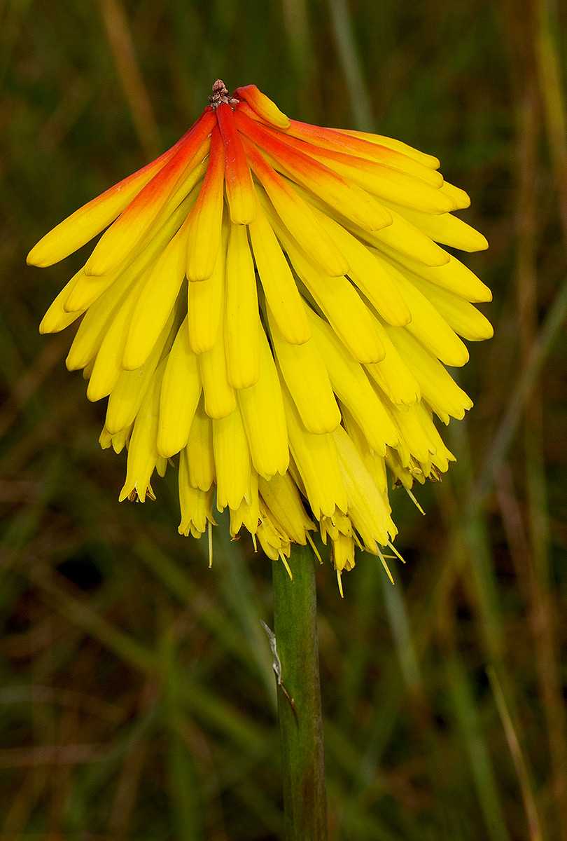 Kniphofia grantii