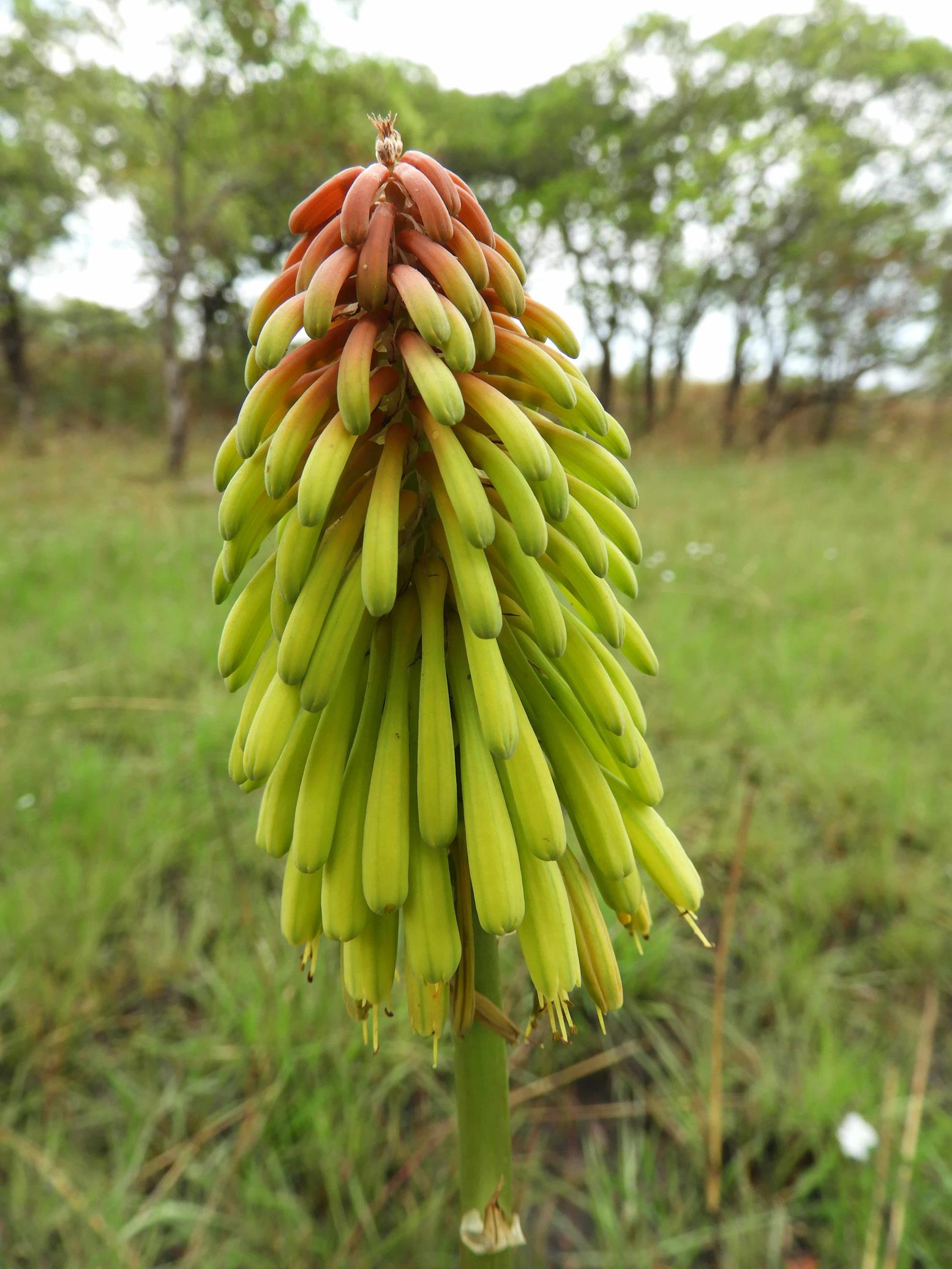 Kniphofia grantii