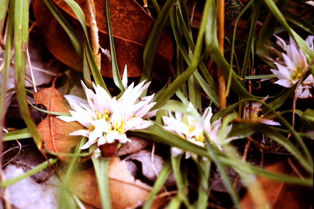 Androcymbium roseum Androcymbium roseum