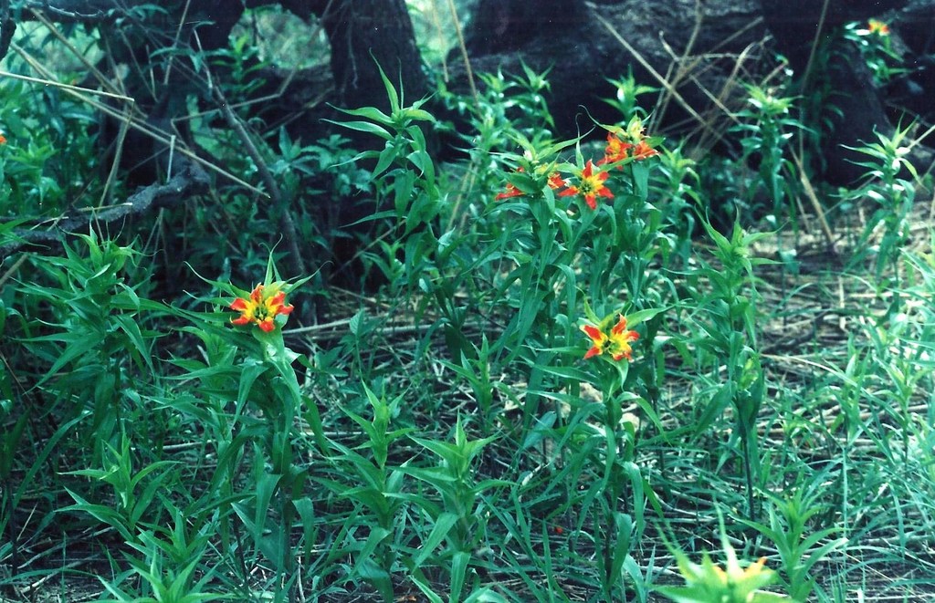 Gloriosa sessiliflora