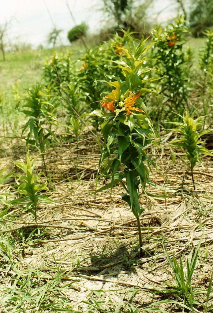 Gloriosa sessiliflora