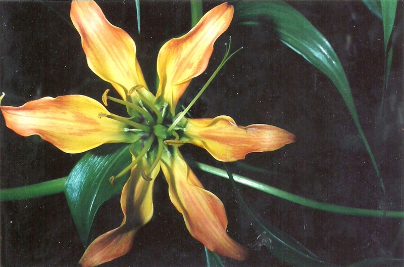 Gloriosa sessiliflora