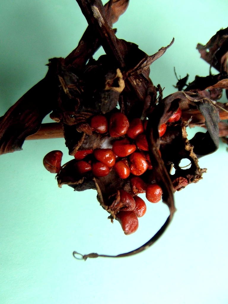 Gloriosa sessiliflora
