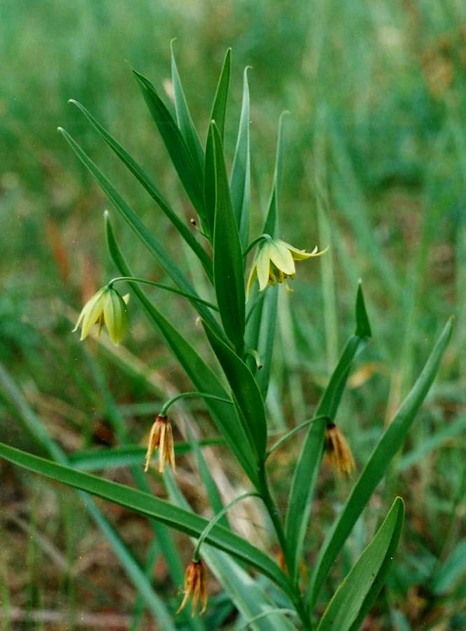 Littonia littonioides Littonia littonioides
