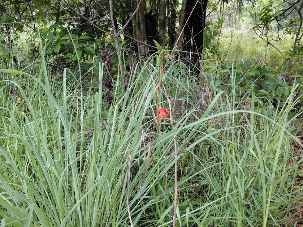 Gladiolus benguellensis