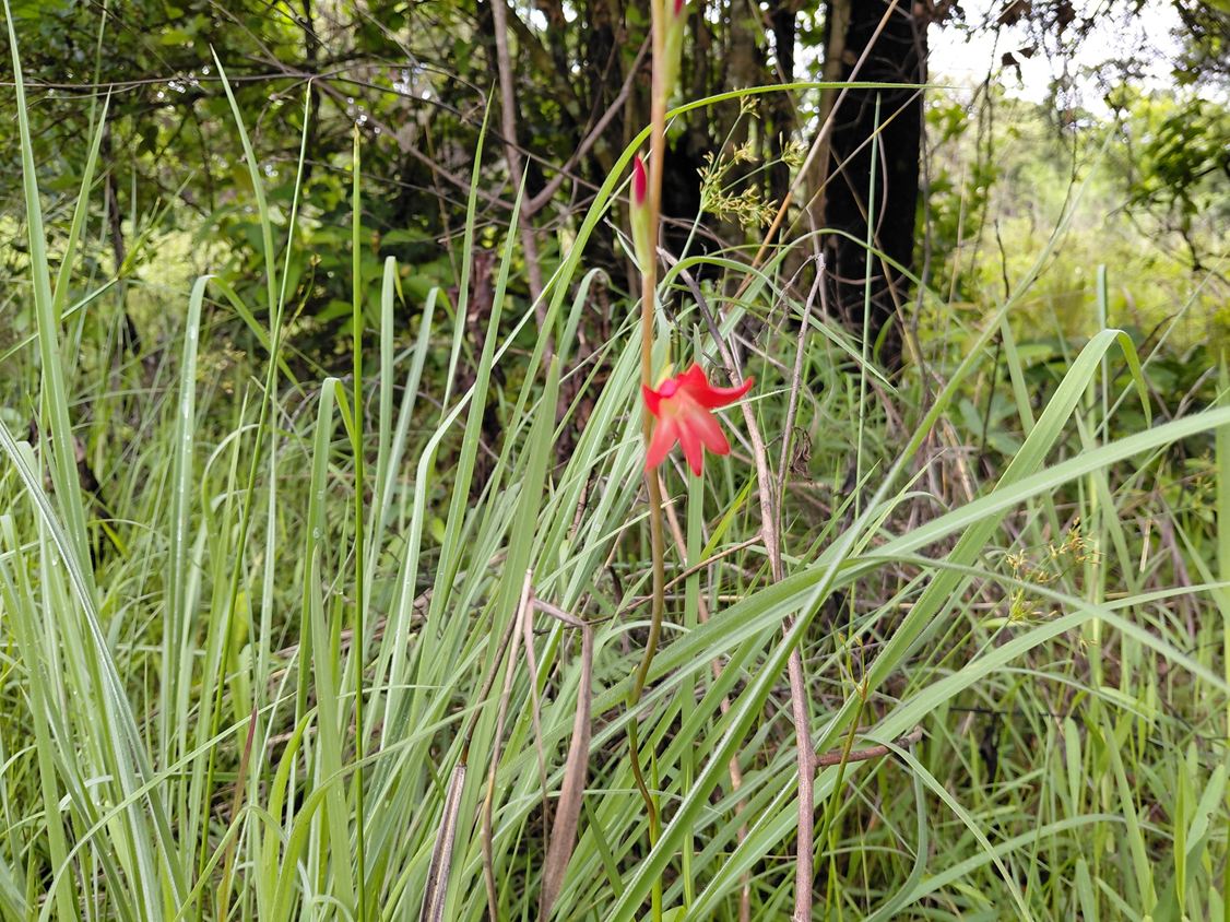 Gladiolus benguellensis