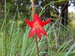 Gladiolus benguellensis