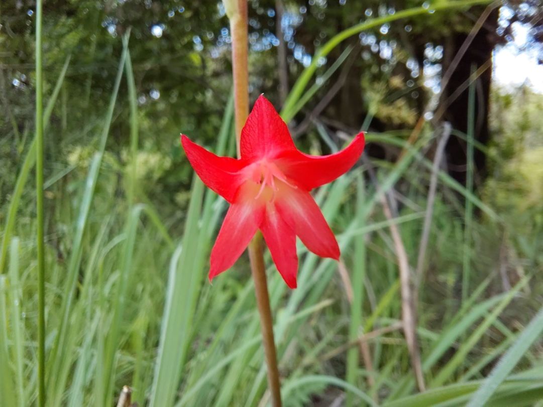 Gladiolus benguellensis