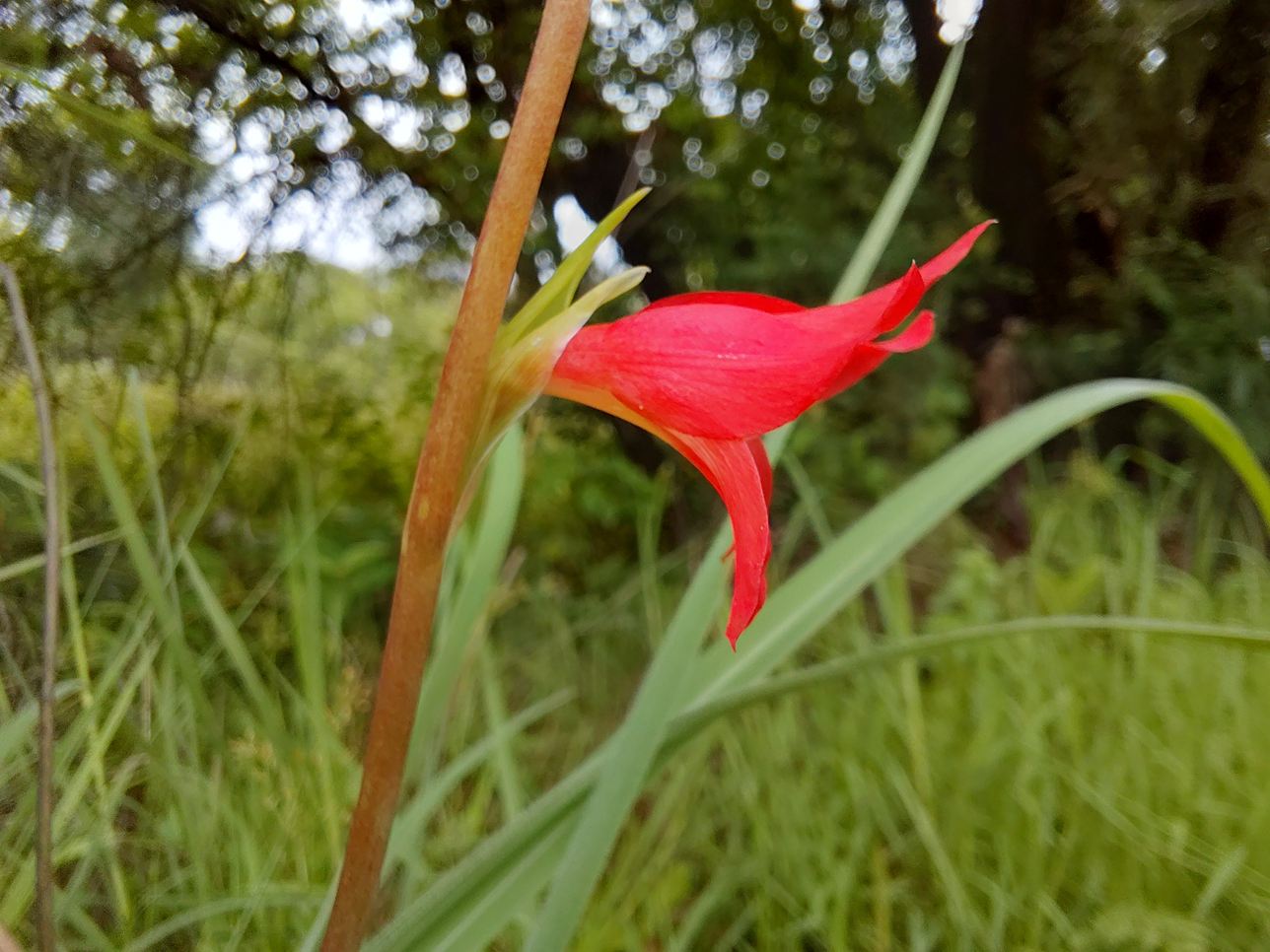 Gladiolus benguellensis