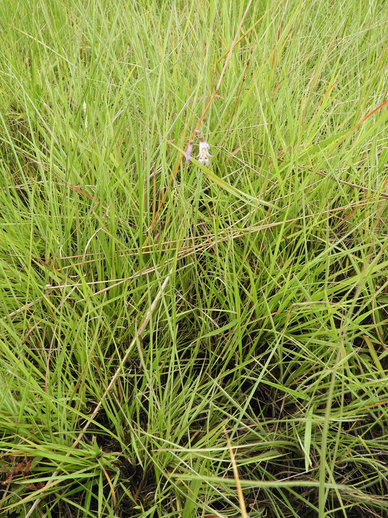 Gladiolus gracillimus