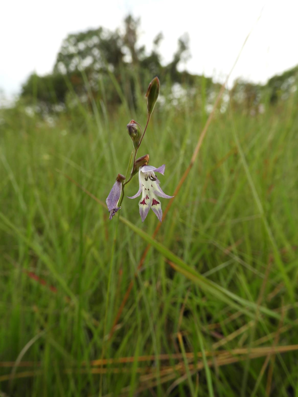 Gladiolus gracillimus