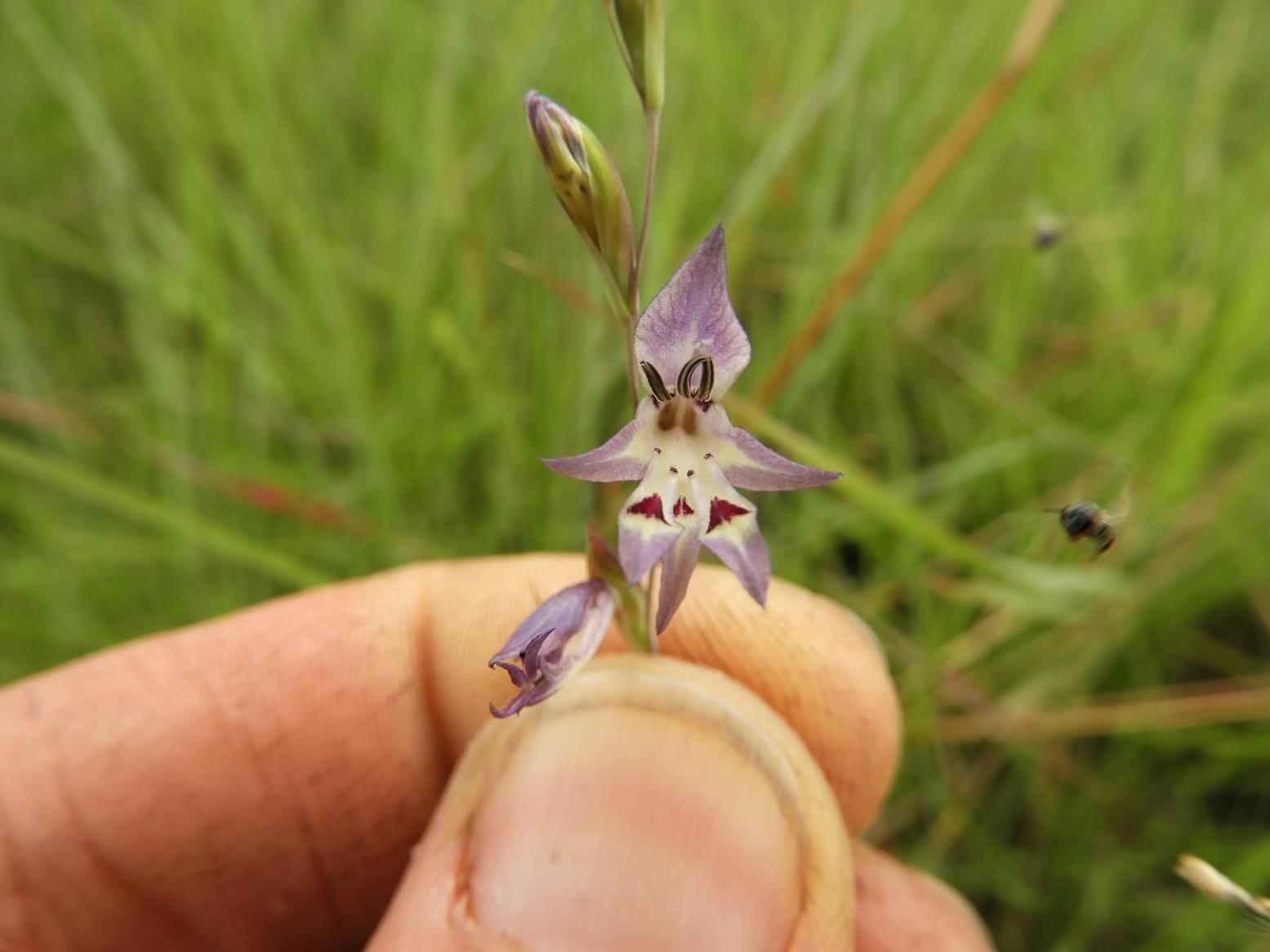 Gladiolus gracillimus Gladiolus gracillimus