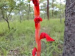 Gladiolus huillensis