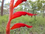 Gladiolus huillensis