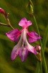 Gladiolus laxiflorus