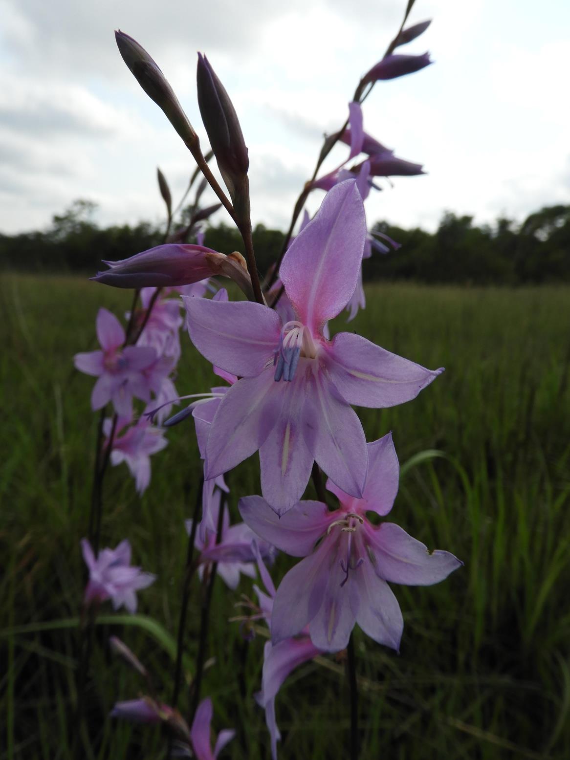 Gladiolus laxiflorus