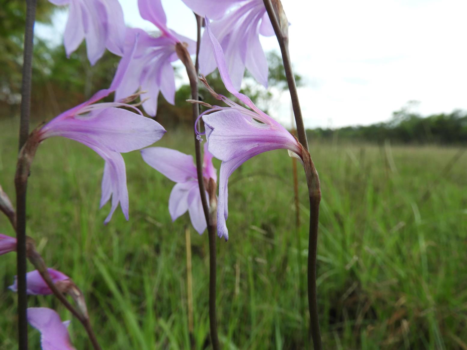 Gladiolus laxiflorus