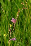 Gladiolus laxiflorus