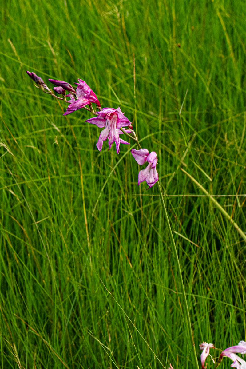 Gladiolus laxiflorus Gladiolus laxiflorus