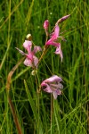 Gladiolus laxiflorus