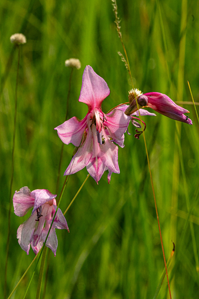 Gladiolus laxiflorus Gladiolus laxiflorus