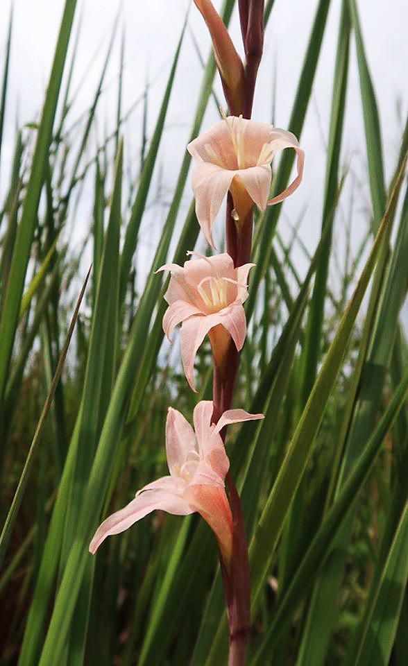 Gladiolus muenzneri
