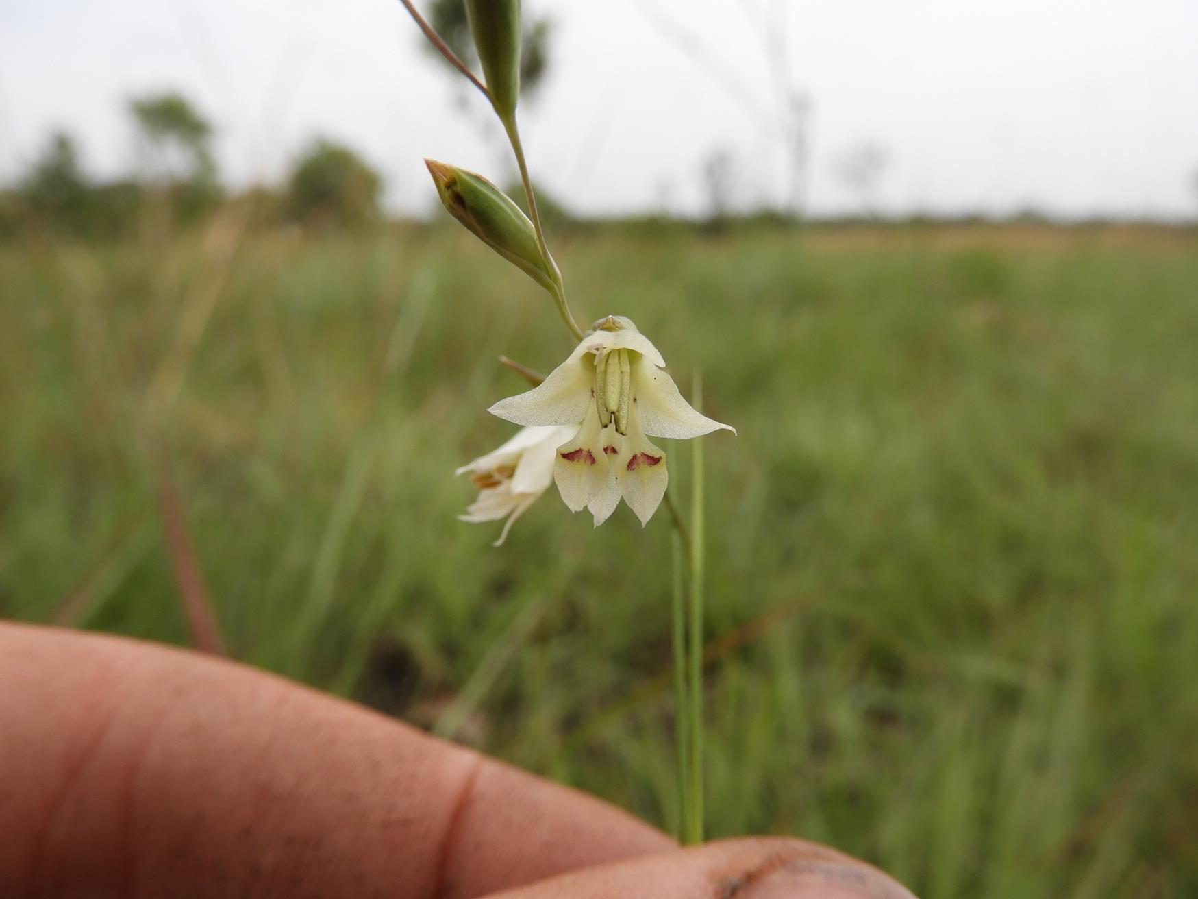 Gladiolus pusillus Gladiolus pusillus