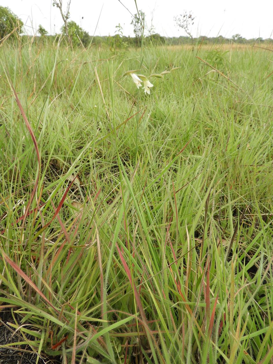 Gladiolus pusillus