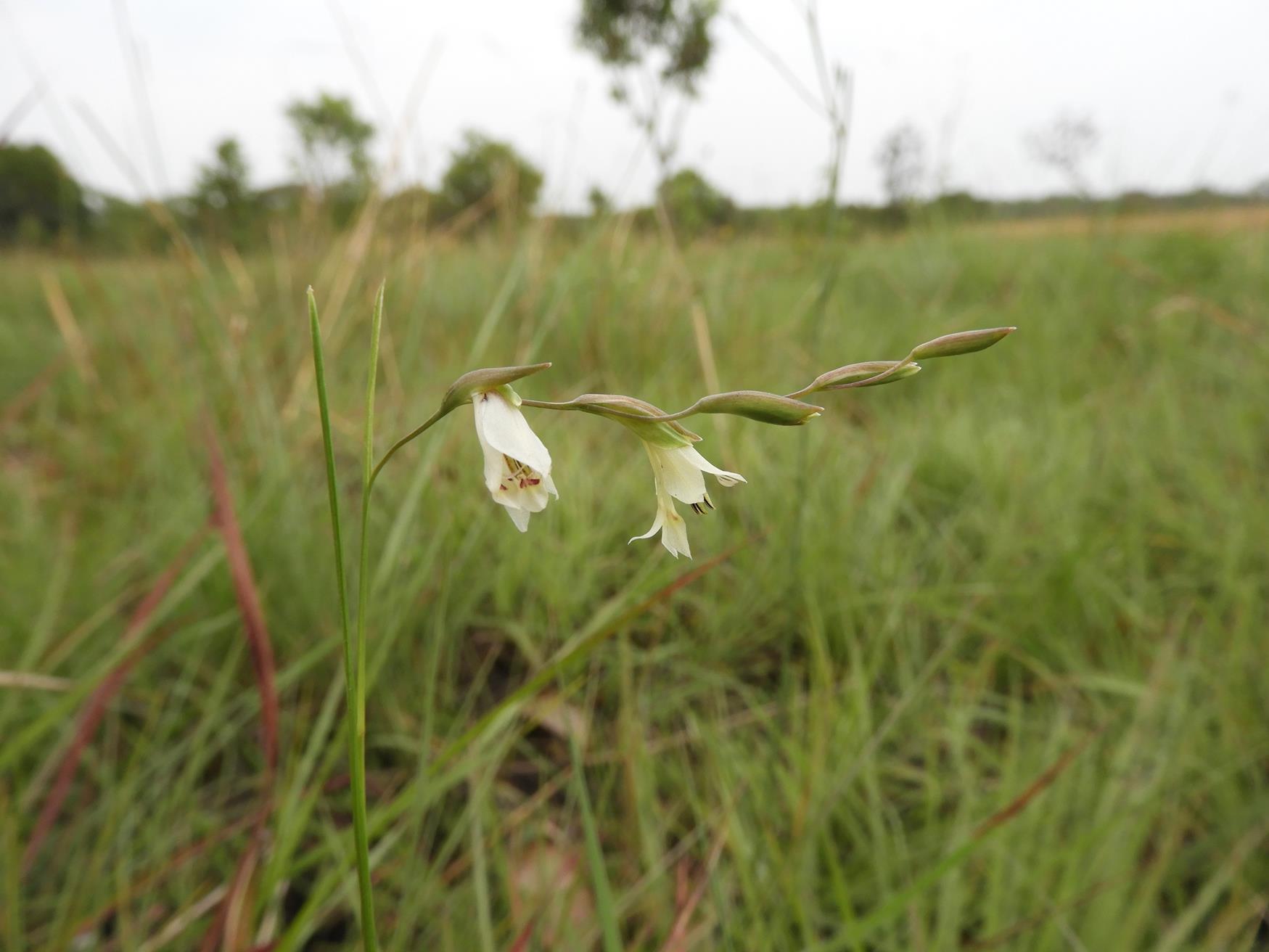 Gladiolus pusillus